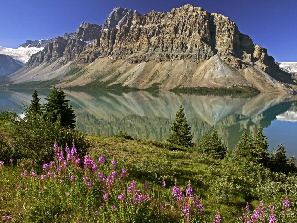 Bow Lake and Flowers, Banff National Park, Alberta, Canada